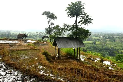 Rice field 库存照片