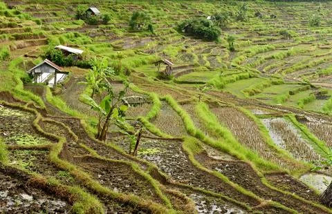 Rice field Stock-Fotos
