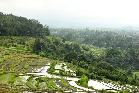 Rice field 库存照片