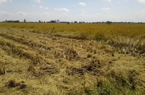 Rice in field Stock Photos