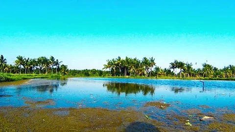 Rice Field plantation Stock Footage 77924497