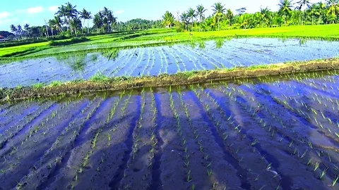 Rice Field plantation Stock Footage 77979944