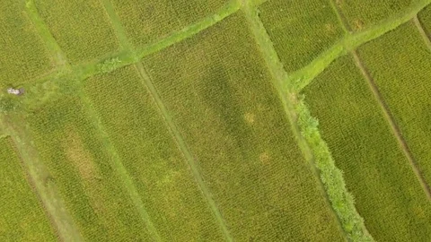 Rice Field Plantation Patchwork Agricultural Background. 4K Aerial. Bali Stock Footage 85347542
