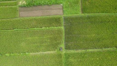 Rice Field Plantation Patchwork Agricultural Background. 4K Aerial. Bali Stock Footage 85347845