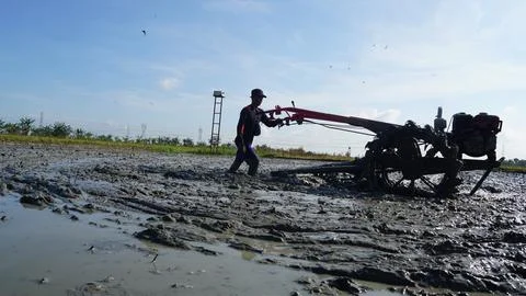 Rice field processing 写真素材