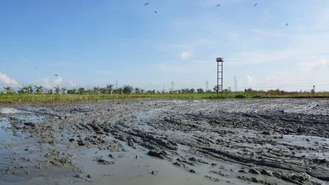 Rice field processing 写真素材