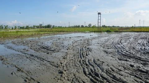 Rice field processing 写真素材