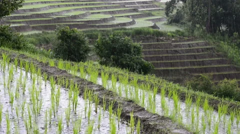 Rice Field Rain Close Up Stock Footage 67652489