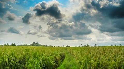 Rice field before rain time lapse Stock Footage 76901934