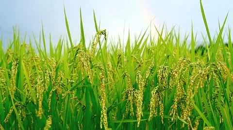 Rice field with a rainbow in the background. Stock Footage 11898394