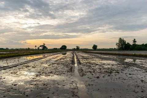 Rice Field Reflection At Sunrise 库存照片