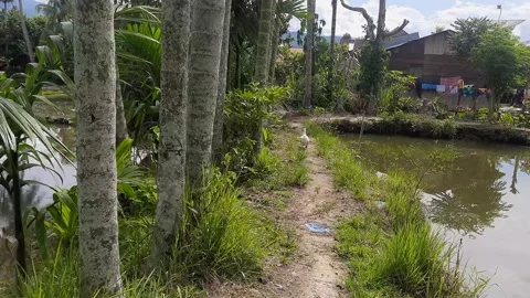 Rice Field Road with Areca Nut Trees and Village in Background Stock Footage 280167779