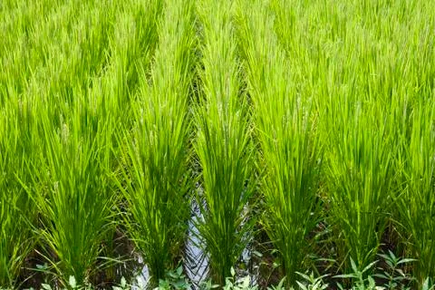 Rice-field rows Stock Photos