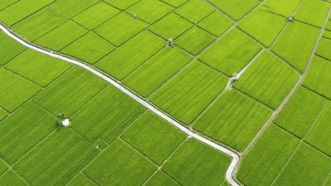 Rice Field Sanur Stock Footage 221646533