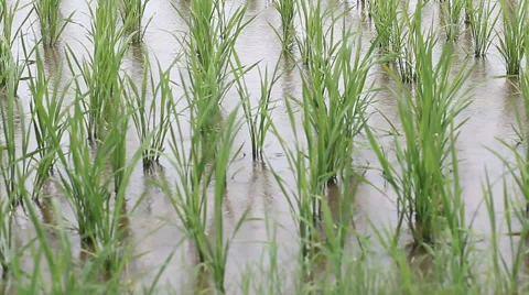 Rice field sapling in the spring Stock Footage 39615304