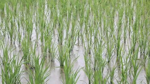 Rice field sapling in the spring Stock Footage 39615315