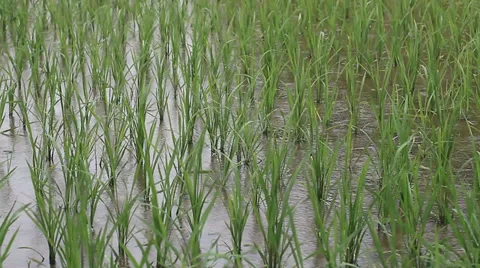 Rice field sapling in the spring Stock Footage 39615345