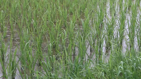 Rice field sapling in the spring Stock Footage 39615348