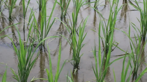 Rice field sapling in the spring Stock Footage 39615377