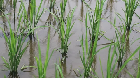 Rice field sapling in the spring Stock Footage 39615424