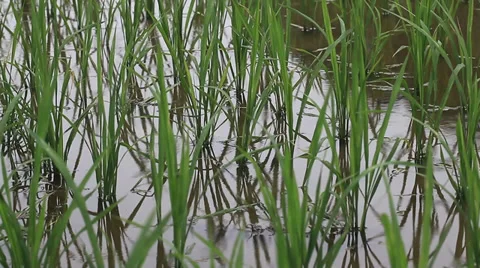 Rice field sapling in the spring Stock Footage 39615454