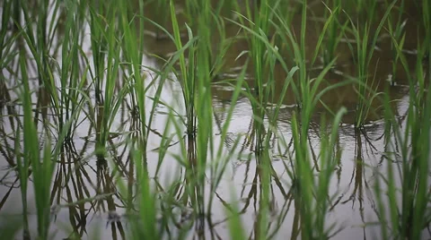 Rice field sapling in the spring Stock Footage 39615464