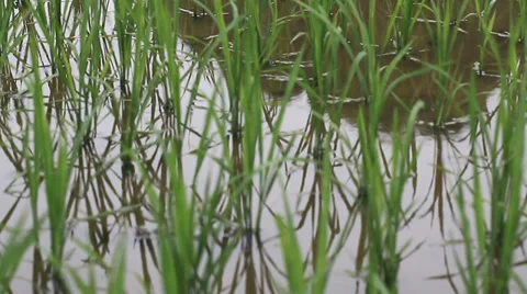 Rice field sapling in the spring Stock Footage 39615478