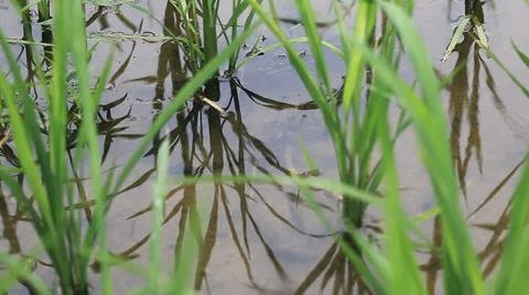 Rice field sapling in the spring Stock Footage 39615490