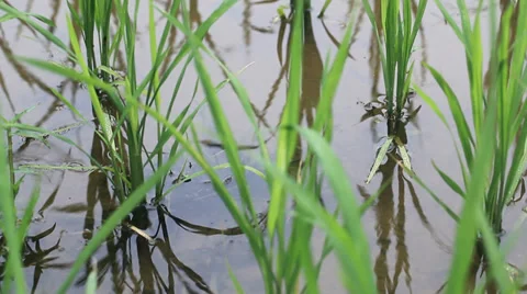 Rice field sapling in the spring Stock Footage 39615531