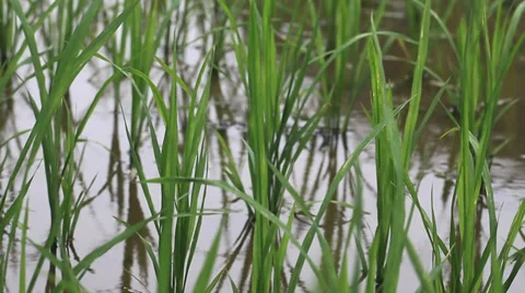 Rice field sapling in the spring Stock Footage 39615538