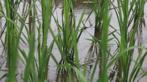 Rice field sapling in the spring Stock Footage 39615569