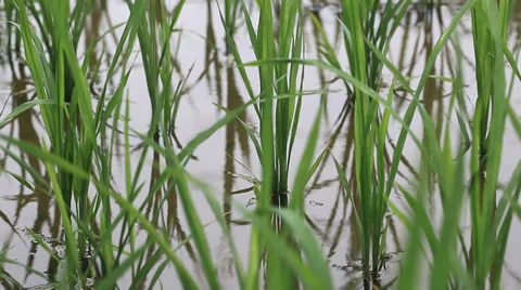 Rice field sapling in the spring Stock Footage 39615573