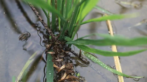 Rice field sapling in the spring Stock Footage 39615588