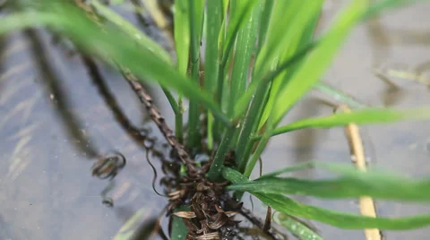 Rice field sapling in the spring Stock Footage 39615610