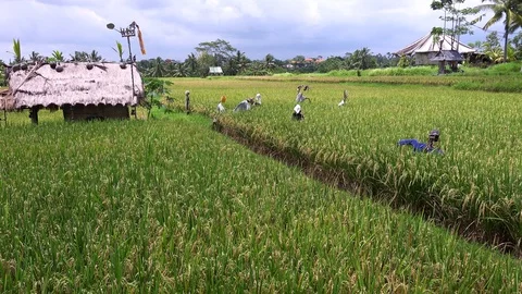 Rice Field Scare Crows Bali  스톡 동영상 100794142