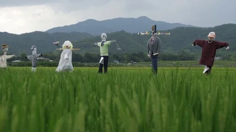 Rice field with scarecrow public figures Japan fields Stock-Footage 80427002