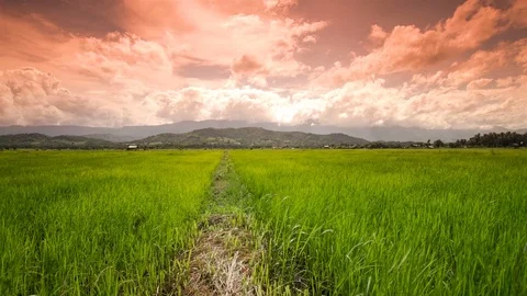 Rice field scenery Stock Footage 78399476