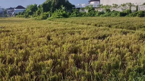 Rice field scenery Stock Footage 225200982