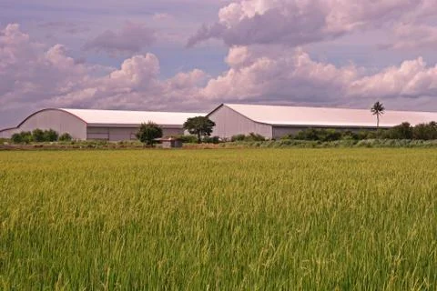 Rice field scenery Stock Photos