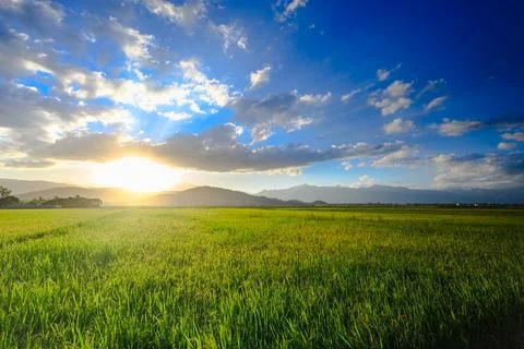 Rice field in setting sun on distant background of mountain. Sky with clouds. Stock Photos