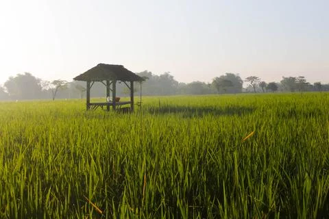 Rice Field Shack 9 Stock Photos