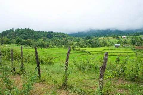 Rice field with shack Stock Photos
