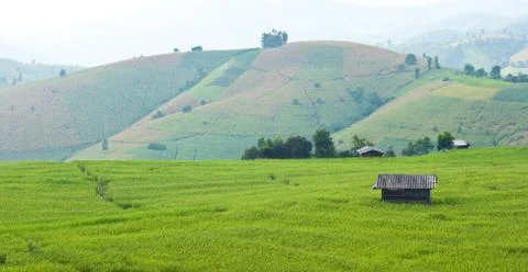 Rice field with shack Stock Photos