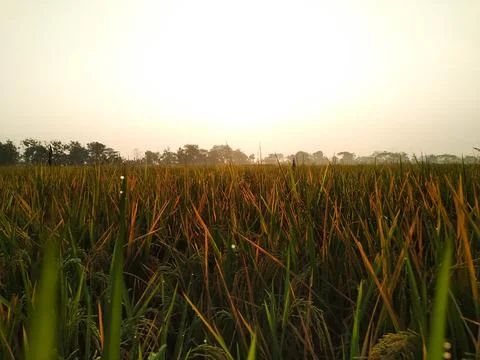 Rice Field Shack Stock Photos