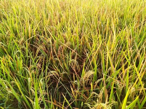 Rice Field Shack Stock Photos