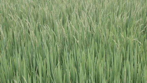 Rice in the field shaking with strong wind Stock Footage 88504300