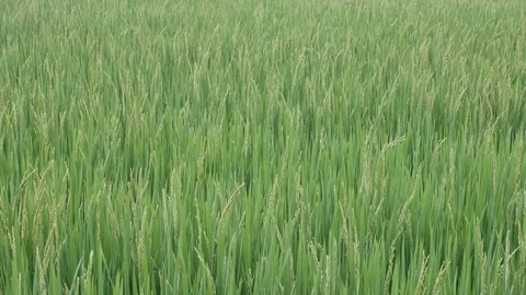 Rice in the field shaking with wind Stock Footage 88503561