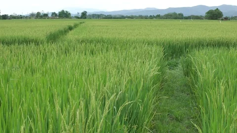 Rice in the field shaking with wind Stock Footage 88504258