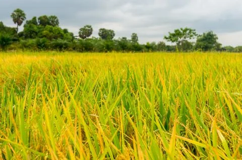 Rice field with sky background Stock Photos