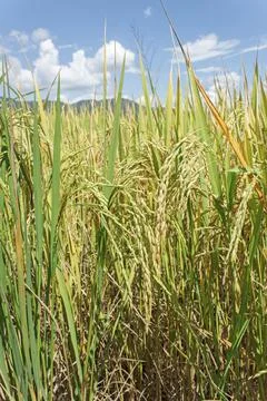 Rice field with sky background Stock Photos